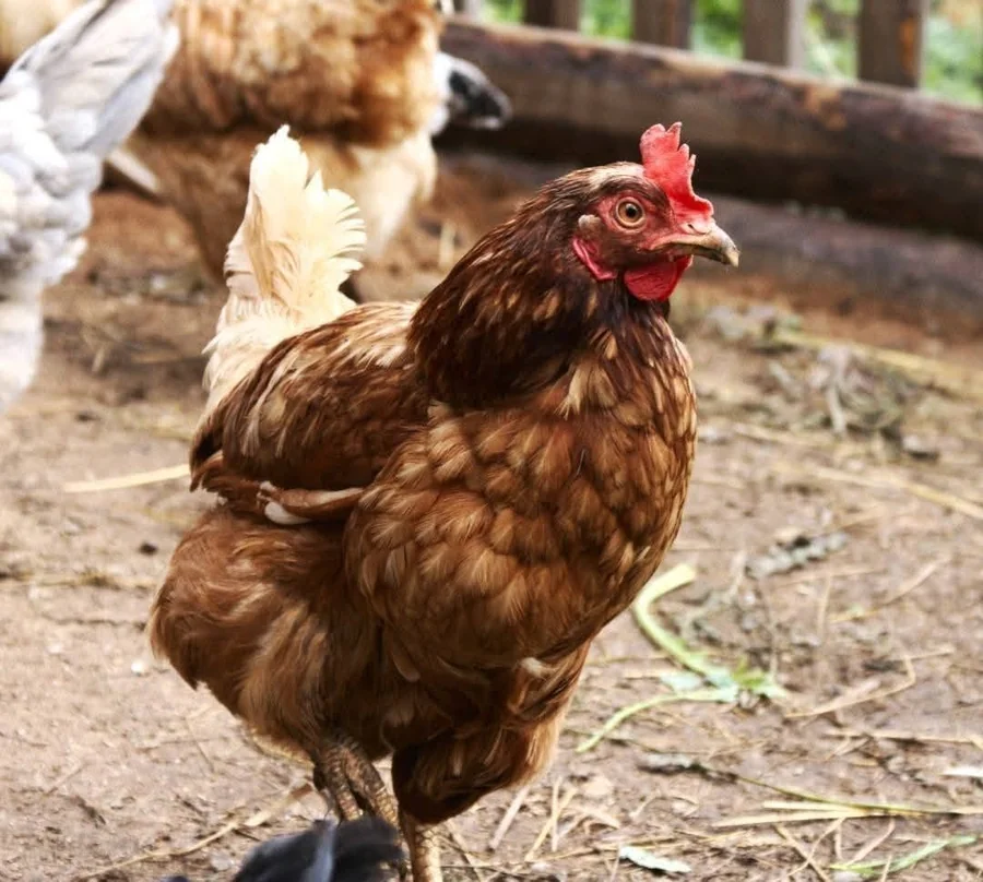 One of the happy hens behind our free-range eggs